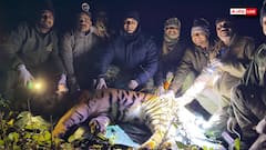 उत्तराखंड: केटीआर के जंगलों से आबादी में पहुंचा बाघ, 10 दिनों की दहशत के बाद वन विभाग ने पकड़ा