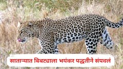 साताऱ्यात बिबट्याला भयंकर पद्धतीने संपवलं, चारही पंजे तोडले, 18 नखं गायब, जादूटोण्यासाठी वापर झाल्याचा संशय