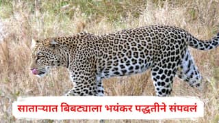 Satara Leopard: साताऱ्यात बिबट्याला भयंकर पद्धतीने संपवलं, चारही पंजे तोडले, 18 नखं गायब, जादूटोण्यासाठी वापर झाल्याचा संशय