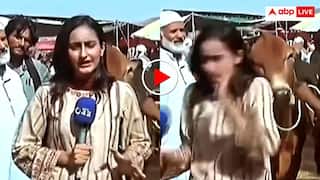 Video: पाकिस्तान में महिला रिपोर्टर को बैल ने मारी जोरदार टक्कर, उसके बाद जो हुआ हैरान कर देगा
