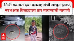गिन्नी गवतात दबा धरुन बसला; संधी साधून सिद्धेशवर घातली झडप; चार वर्षाच्या चिमुकल्याचा जागेवरच मृत्यू, नरभक्षक बिबट्याला ठार मारण्याची मागणी