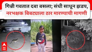 Ahilyanagar Leopard Attack : गिन्नी गवतात दबा धरुन बसला; संधी साधून सिद्धेशवर घातली झडप; चार वर्षाच्या चिमुकल्याचा जागेवरच मृत्यू, नरभक्षक बिबट्याला ठार मारण्याची मागणी