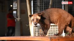 Kopi Luwak Coffee: जानवर के‌ मल से‌ बनती है यह कॉफी, कीमत सुनकर उड़ जाएंगे होश