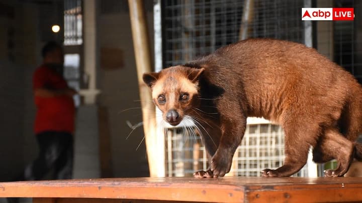 కాఫీ లువాక్ ఆసియాన్ పామ్ సివెట్ జీర్ణవ్యవస్థ ద్వారా వెళ్లే కాఫీ గింజలను ఉపయోగించి తయారు చేస్తారట. ఇది ఇండోనేషియా, ఆగ్నేయాసియాలోని ఇతర ప్రాంతాలలో కనిపించే ఒక చిన్న, పిల్లి లాంటి క్షీరదం. స్థానికంగా దీనిని లువాక్ అని పిలుస్తారు. ఇది తినడానికి బాగా పండిన, అత్యుత్తమ నాణ్యత గల కాఫీ చెర్రీలను మాత్రమే ఎంచుకుంటుందట.