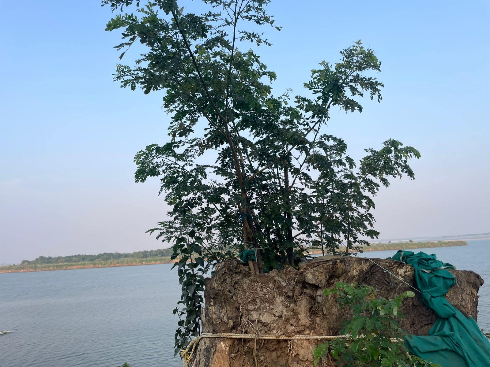 Movie Shootings Famous Tree: సినిమా చెట్టు బతికిందోచ్.. ప్రాణం పెట్టి కాపాడితే రిజల్ట్ ఎలా ఉందో చూశారా..