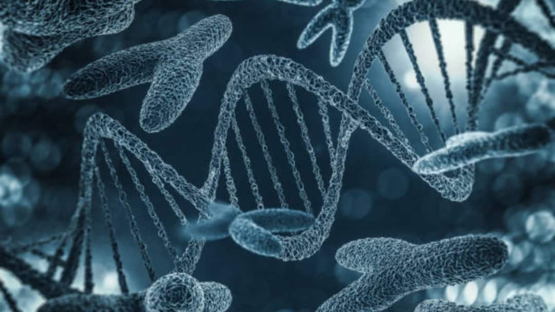 Is The Y Chromosome Really Disappearing? Here’s What The Science Actually Says