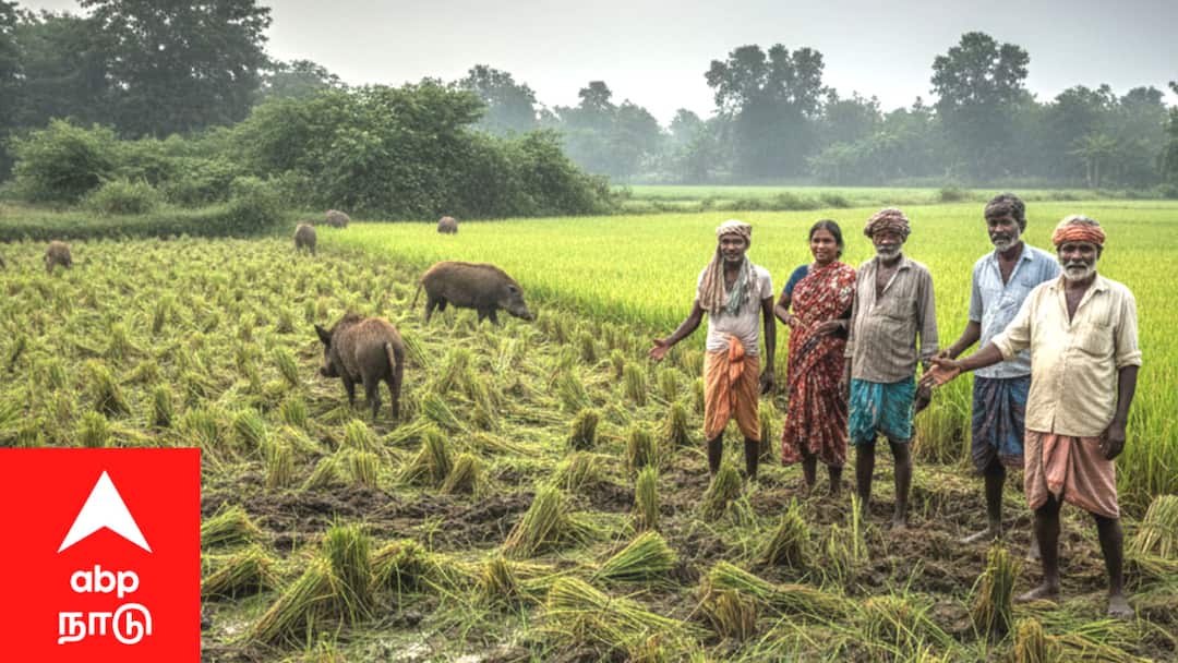 காட்டுப்பன்றியின் அட்டகாசம்.. - கண்டுகொள்ளாத மாவட்ட நிர்வாகம்... கண்ணீர் சிந்தும் விவசாயிகள்... 