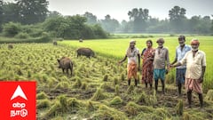 காட்டுப்பன்றியின் அட்டகாசம்.. - கண்டுகொள்ளாத மாவட்ட நிர்வாகம்... கண்ணீர் சிந்தும் விவசாயிகள்... 