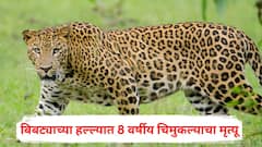 शेतात खेळताना अनर्थ घडला, दबा धरून बसलेल्या बिबट्याची 8 वर्षीय रोहितवर झडप; चिमुकल्याचा दुदैवी अंत