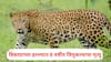 Pune Leopard Attack: शेतात खेळताना अनर्थ घडला, दबा धरून बसलेल्या बिबट्याची 8 वर्षीय रोहितवर झडप; चिमुकल्याचा दुदैवी अंत