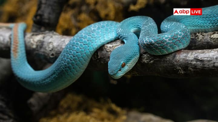 Very Dangerous Snake: जिसे लोग पत्ता या टहनी समझ लेते हैं, वही पल भर में जानलेवा साबित हो सकता है. दरअसल मालाबार पिट वाइपर सांप की खूबसूरती के पीछे छुपा खतरा अब वैज्ञानिक भी गंभीर मान चुके हैं.