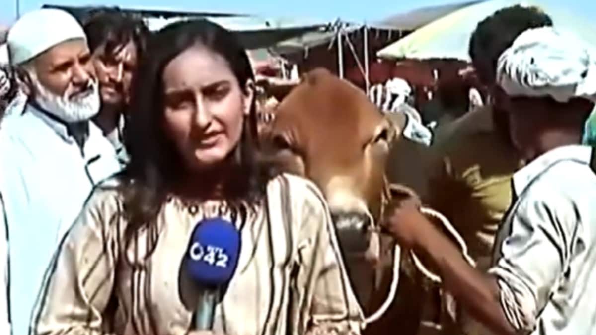 Viral Video: Pakistani Reporter Knocked Down By Bull While Reporting; What Happened Next