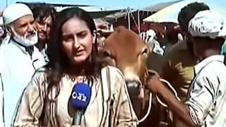 Viral Video: Pakistani Reporter Knocked Down By Bull While Reporting; What Happened Next