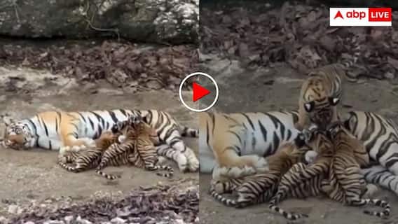 Video: पीलीभीत टाइगर रिजर्व में बढ़ता बाघों का कुनबा, शावकों संग बाघिन का मनमोहक दृश्य कैमरे में कैद