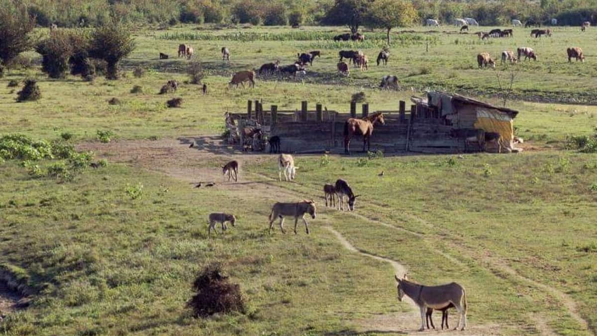 (Image Source: Twitter/@TasteAtlas)