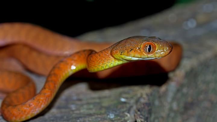 मालाबार पिट वाइपर की सबसे बड़ी खासियत इसकी रंग बदलने की क्षमता है. यह सांप अपने आसपास के माहौल के हिसाब से खुद को ढाल लेता है. कभी यह बादामी भूरा दिखता है, तो कभी पीला, हरा या हल्का नीला भी नजर आ सकता है.