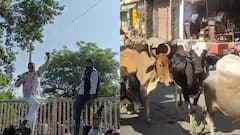 मध्य प्रदेश: श्योपुर से कांग्रेस विधायक का अनोखा प्रदर्शन, 500 गोवंश लेकर पहुंचे कलेक्ट्रेट
