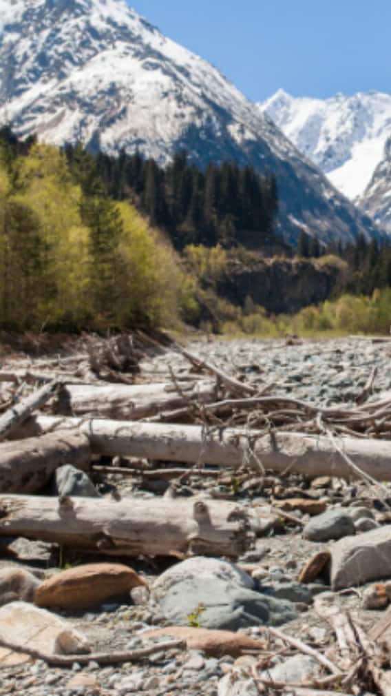 पहाड़ों से कैसे निकाला जाता है शिलाजीत‌?