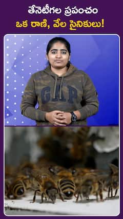 తేనెటీగల ప్రపంచం ఒక రాణి, వేల సైనికులు!