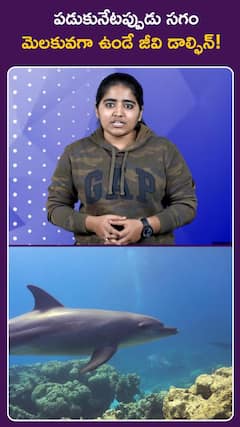 పడుకునేటప్పుడు సగం మెలకువగా ఉండే జీవి డాల్ఫిన్!