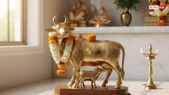 घर में कामधेनु की मूर्ति रखने से बढ़ती है संपत्ति और सुख-शांति? जानें वास्तु टिप्स