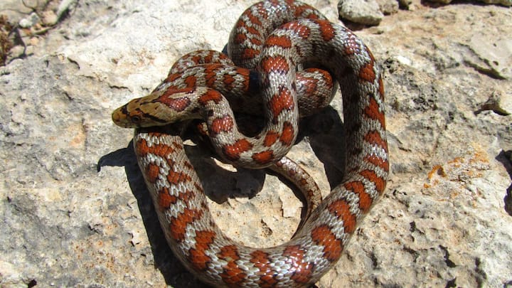 दिखने में आकर्षक होने के कारण कई लोग इसे हल्के में ले लेते हैं, लेकिन यही सबसे बड़ी भूल हो सकती है. डॉक्टरों और वैज्ञानिकों का साफ कहना है कि इस सांप के काटने को किसी भी हाल में नजरअंदाज नहीं करना चाहिए.