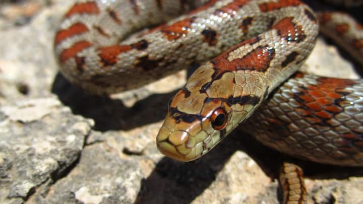 यही वजह है कि जंगल में चलते समय लोग अक्सर इसे पहचान नहीं पाते और अनजाने में इसके बेहद करीब पहुंच जाते हैं. यही पल सबसे खतरनाक साबित होता है.