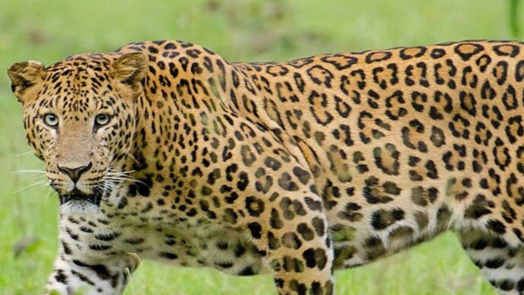 Leopard Attack: खेत में खेल रहा था मासूम, घसीट कर ले गया तेंदुआ, 8 साल के बच्चे की दर्दनाक मौत Maharashtra Leopard Attack pune news child playing field when leopard attacked 8 year old boy resulting in his death Leopard Attack: खेत में खेल रहा था मासूम, घसीट कर ले गया तेंदुआ, 8 साल के बच्चे की दर्दनाक मौत