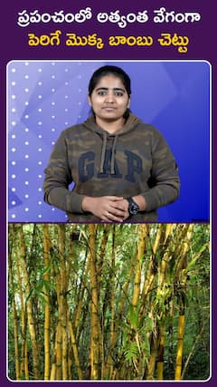 ప్రపంచంలో అత్యంత వేగంగా పెరిగే మొక్క వెదురు