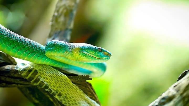 लेकिन कर्नाटक के मणिपाल स्थित कस्तूरबा मेडिकल कॉलेज में हुए शोध ने इस धारणा को बदल दिया है. वैज्ञानिकों के अनुसार इसका जहर हेमोटॉक्सिक होता है, यानी यह खून पर सीधा असर करता है. इसके डसने से शरीर में तेज सूजन, खून के थक्के बनने की प्रक्रिया में गड़बड़ी और किडनी से जुड़ी गंभीर समस्याएं सामने आ सकती हैं.
