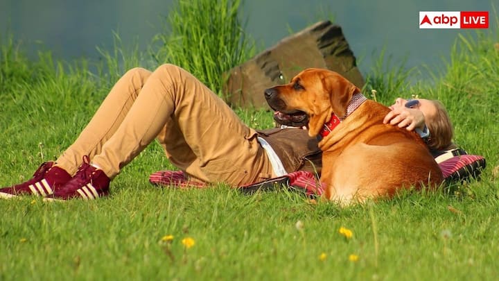 इंसानों और कुत्तों का रिश्ता लगभग 15000 से 30000 साल पुराना है. उस समय शुरुआती इंसानों ने भेड़ियों को पालतू बनाया था. भेड़िए धीरे-धीरे कुत्तों में बदल गए और उन्होंने इंसानों के साथ रहना सीख लिया. इसी के साथ उन्होंने शिकार में इंसानों की मदद की और साथ ही रखवाली भी की.  इस लंबे साथ ने दोस्ती को कुत्ते के डीएनए में शामिल कर दिया.