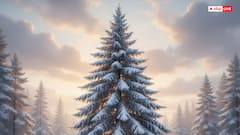 Christmas 2025: बाइबिल में उल्लेख नहीं, फिर भी ईसाई धर्म में क्यों खास है क्रिसमस ट्री?