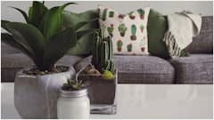 చలికాలంలో స్వచ్ఛమైన గాలికోసం ఇంట్లో పెంచుకోవాల్సిన మొక్కలు ఇవే.. Air-Purify చేస్తాయి