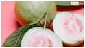 Small Guava Benefits: छोटा अमरूद क्यों होता है ज्यादा फायदेमंद, बड़े अमरूद से कैसे है बेहतर?