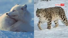 बर्फ की चादर में भी नहीं थमतीं इन जानवरों की सांसें, कड़कड़ाती सर्दी में भी ऐसे रहते हैं जिंदा