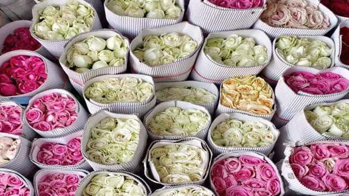 கிறிஸ்துமஸ் ஸ்பெஷல்: ஓசூரின் வெள்ளை ரோஜாக்களுக்கு கேரளாவில் குவிந்த ஆர்டர்கள்! விவசாயிகள் உற்சாகம் !