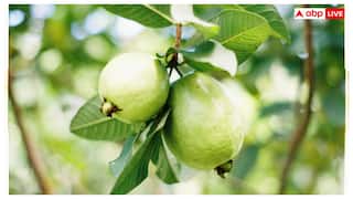 Small Guava Benefits: छोटा अमरूद क्यों होता है ज्यादा फायदेमंद, बड़े अमरूद से कैसे है बेहतर?