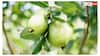 Small Guava Benefits: छोटा अमरूद क्यों होता है ज्यादा फायदेमंद, बड़े अमरूद से कैसे है बेहतर?