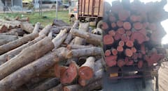 भंडाऱ्यात 'पुष्पा' चित्रपटाची पुनरावृत्ती; मध्यप्रदेशातील सागवान तस्करीचा सिंडिकेट वन विभागाच्या जाळ्यात; वन विभागाचीही कारवाई संशयास्पद