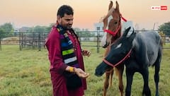 बृजभूषण शरण सिंह को तोहफे में मिला 1.5 करोड़ का घोड़ा, दोस्तों ने जन्मदिन पर दिया गिफ्ट