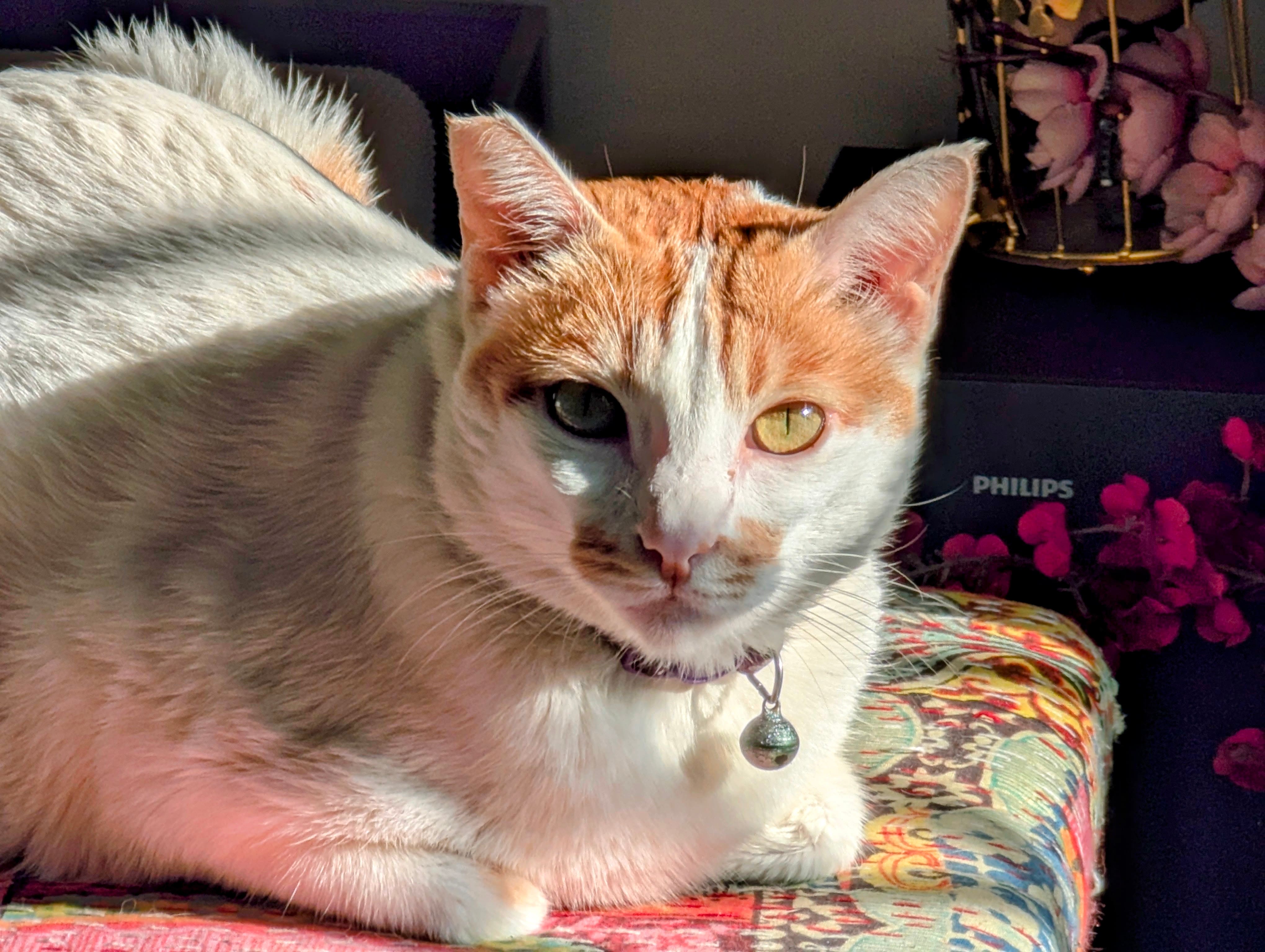 Gadgets Review | OnePlus 15R: A Gaming Beast That Refuses To Drop Frames Or Battery