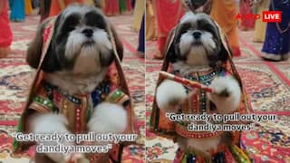 लहंगा चुनरी पहन गरबा करने लगी डॉगी, डांडिया वाले मूव्स देख आप भी हो जाएंगे फैन