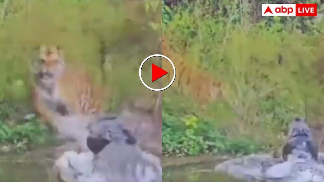Wild life Crocodile Attack on Tiger while drinking water video goes viral on social media Video: जंगल के राजा पर टूट पड़ा पानी का दरिंदा, फिर जमकर दहाड़ी मौत- वीडियो वायरल
