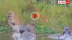 जंगल के राजा पर टूट पड़ा पानी का दरिंदा, फिर जमकर दहाड़ी मौत- वीडियो वायरल