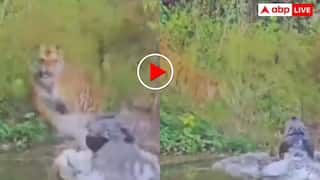 Video: जंगल के राजा पर टूट पड़ा पानी का दरिंदा, फिर जमकर दहाड़ी मौत- वीडियो वायरल