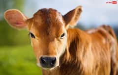 Paush Amavasya 2025: ਘਰ 'ਚ ਨਹੀਂ ਹੋਵੇਗੀ ਪੈਸਿਆਂ ਦੀ ਕਮੀਂ! ਸਿਰਫ ਪੌਸ਼ ਅਮਾਵੱਸਿਆ 'ਤੇ ਕਰਨਾ ਹੋਵੇਗਾ ਕੰਮ