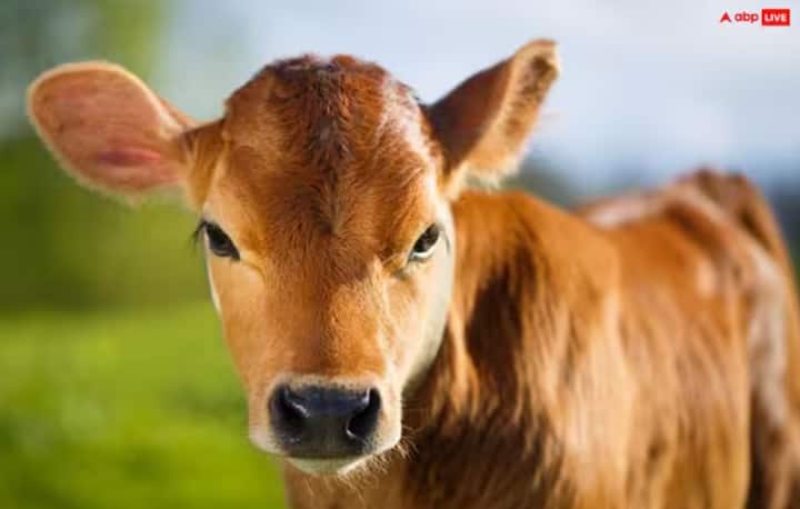 ਪੌਸ਼ ਅਮਾਵਸਿਆ ਵਾਲੇ ਦਿਨ ਗਾਂ ਦਾਨ ਕਰਨਾ ਸ਼ੁਭ ਮੰਨਿਆ ਜਾਂਦਾ ਹੈ। ਇਹ ਮੰਨਿਆ ਜਾਂਦਾ ਹੈ ਕਿ ਇਸ ਨਾਲ ਵਿੱਤੀ ਤਰੱਕੀ ਹੁੰਦੀ ਹੈ ਅਤੇ ਵਿਅਕਤੀ ਵਿੱਤੀ ਜ਼ਰੂਰਤਾਂ ਤੋਂ ਮੁਕਤ ਹੁੰਦਾ ਹੈ।