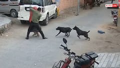 जोधपुर में आवारा कुत्तों का आतंक, सड़क पर चल रहे महिला-पुरुष पर किया हमला, इलाके में दहशत