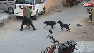 जोधपुर में आवारा कुत्तों का आतंक, सड़क पर चल रहे महिला-पुरुष पर किया हमला, इलाके में दहशत