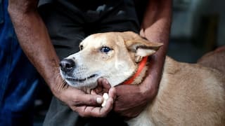 Delhi School Teachers Put On Duty To Count Stray Dogs
